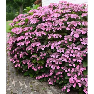 BALDUR Garten Zierstrauch Hortensie 'Pink Lace', 1 St., Tellerhortensie, winterhart, mehrjährig, reichblühend rosa