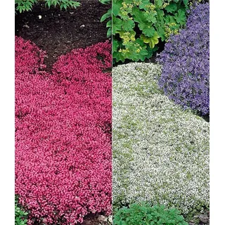 BALDUR Garten Bodendecker Thymian-Kollektion rot und weiß, 6 St., Bodendecker-thymian, immergrün, winterhart, mehrjährig bunt