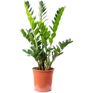 Glücksfeder - pflegeleichte Zimmerpflanze, Zamioculcas zamiifolia 9+ - Höhe 90 cm, Topf-Ø 21 cm