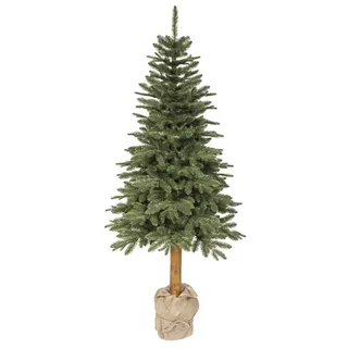 Everlands Tanne Tiaga 240cm - H ca. 240.00