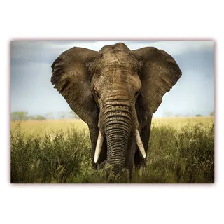 XXL Poster 100 x 70cm (S-811) Großer mächtiger afrikanischer Elefant in der Savanne Afrikas (Lieferung gerollt!)