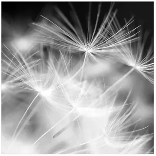 Bilderdepot24 Teppich Vinyl Wohnzimmer Schlafzimmer Flur Küche Blumen Pusteblume, quadratisch - schwarz weiß glatt, nass wischbar (Küche, Tierhaare) - Saugroboter & Bodenheizung geeignet schwarz 160 cm x 160 cm