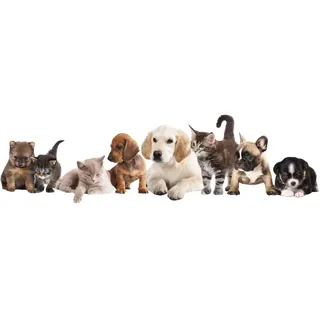 GRAZDesign Wandtattoo Welpen Kätzchen | Kinderzimmer, Wohnzimmer Wanddekoration Wandsticker Tiere Haustiere, Wandaufkleber Wanddeko Katzen Hunde Babys, 145x40cm