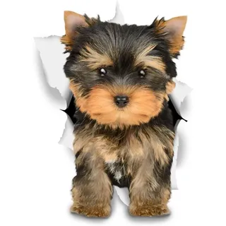 3d-hunde-wandtattoos – Lustige Deko-aufkleber – Yorkshire-terrier-hundeaufkleber Für Wand, Kühlschrank, Toilette, Wohnzimmer, Auto, 8 X 12 Cm