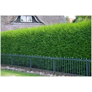 Stauden Gänge 10 x Ligustrum vulgare 'Atrovirens' Schwarzgrüner Liguster