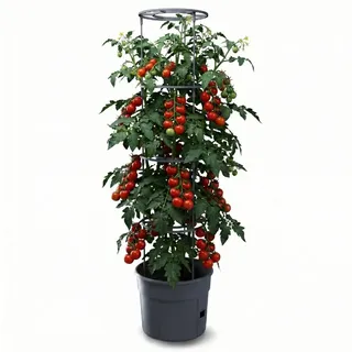 Prosperplast Tomatenpflanztopf Ø 29,5 x 24,4 cm Schwarz