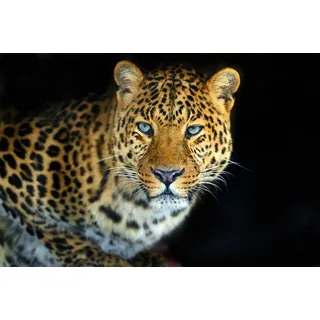Fototapete PAPERMOON "LEOPARD-KATZE TIGER LÖWE PUMA JAGUAR WILD AFRIKA ASIEN", bunt, B:4,50m L:2,80m, Vlies, Tapeten