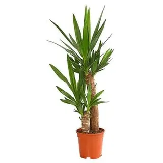 Yucca-Palme - Yucca elephantipes, Grün