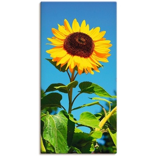 Artland Wandbild Sonnenblume, Blumen (1 St), als Alubild, Outdoorbild, Leinwandbild, Poster in verschied. Größen beige 20 cm x 40 cm