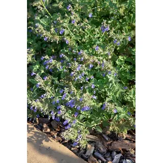 Pflanzen Für Dich Kräuterpflanze Nepeta cataria