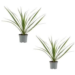 MeinVIPShop 2 x Drachenbaum Dracaena marginata 30cm | Gr.: onesize
