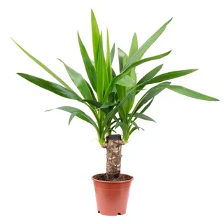 Flowerbox Zimmerpflanze Palmlilie 1-stämmig - Yucca Elephantipes Palme 20, - Höhe ca. 45 cm, Topf-Ø 12 cm grün