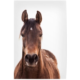 artboxONE Poster 90x60 cm Pferde Tiere Brown Horse hochwertiger Design Kunstdruck - Bild Pferd Hengst Pferd