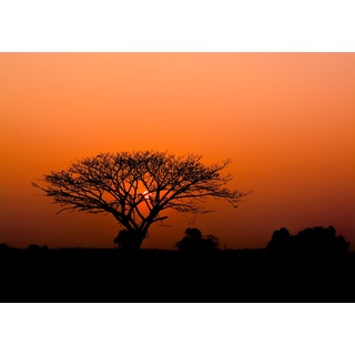 Rasch Tapete 363647 - Fototapete auf Vlies mit afrikanischem Motiv, Sonnenuntergang Baum Savanne Afrika Orange Schwarz