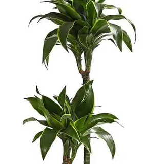 Drachenbaum - Dracaena deremensis 'Dorado'