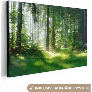 MuchoWow® - Leinwandbilder - Natur - Bäume - Wald - Grün - Sonne - Gras - Pflanzen, Wandbild, Wanddeko Bilder Wohnzimmer, 30x20 cm - Bunt
