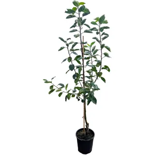 Starterset Obstbäume, bestehend aus je 1 Buschbaum: Apfel 'Cox Orange', Birne 'Frühe von Trevoux', Kirsche 'Schneiders Späte'®