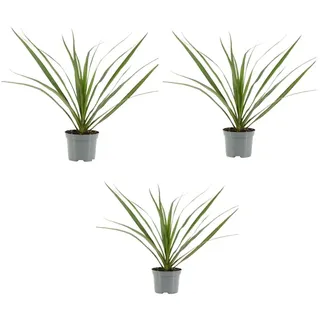 MeinVIPShop 3 x Drachenbaum Dracaena marginata Zimmerpflanze | Gr.: onesize