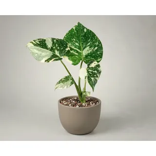 Monstera Thai Constellation - 6 cm Topf - Variegata Zimmerpflanze mit Sternenmuster - Cremigweiße Variegation aus Gewebekultur - Ca. 15 cm - Sammlerpflanze - Lieferung ohne Übertopf
