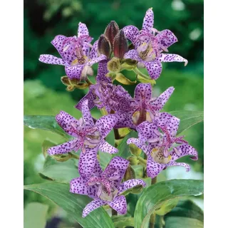 PlantaPro Tricyrtis hirta 9x9 cm Topf – Winterhart, Mehrjährig, Pflegeleicht – Krötenlilie – Staude für Schattenbeet & Gehölzrand