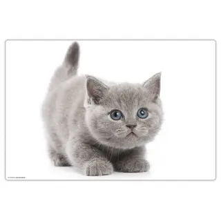 cover-your-desk Schreibtischunterlage für Kinder und Erwachsene Süße graue Katze, aus hochwertigem Vinyl , 60 x 40 cm