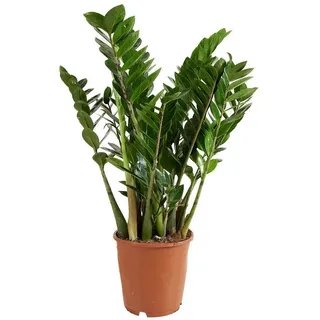 Bloomique Zimmerpflanze Bloomique - Zamioculcas Zamiifolia - Glücksfeder - Zimmerpflanzen Groß, 1 St. grün