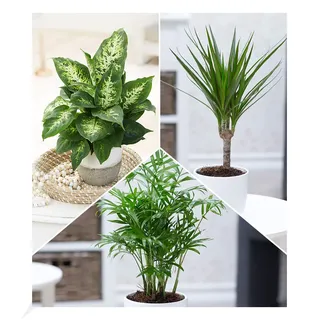 BALDUR Garten 3er Mix Zimmerpflanzen 'Fresh Air', Pflanzen im 12 cm-Topf | 1x Dieffenbachie, 1x Dracena Drachenbaum und 1x Chamaedorea Palme, Grünpflanzen, mehrjährig - frostfrei halten