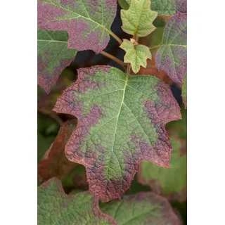 Pflanzen Für Dich Hydrangea quercifolia Burgundy Eichenblatthortensie Rot 40–60 cm