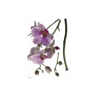 Komar Wandtattoo Orchidee Blumen Orchidee B/L: ca. 100x70 cm