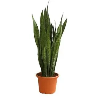 Bogenhanf - Sansevieria zeylanica