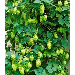 BALDUR Garten Kletterpflanze Hopfen im 1,5-Liter Containertopf, 1 St., Hellgrünrankhilfe,winterhart, mehrjährig,duftend
