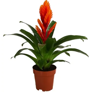 Dehner Vriesea Intenso Orange Ø 12 cm Komplettset 45 x 12 x 12 cm Orange