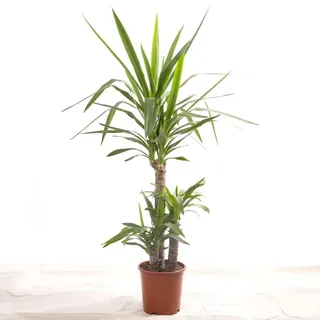 Yucca Elephantipes, große grüne Zimmerpflanze - Grün
