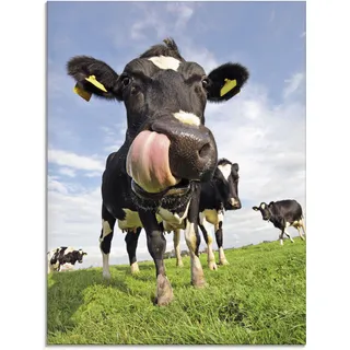 Glasbild ARTLAND "Holstein-Kuh mit gewaltiger Zunge", blau (farbe bild(er): blau), B:60cm H:80cm, Bilder, in verschiedenen Größen