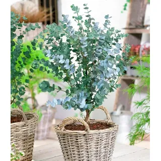 BALDUR Garten 1x Winterharter Eukalyptus Azura®, Pflanze im 15 cm-Topf | Eucalyptus gunnii, Azura, winterhart bis -20 °C, mehrjährig, intensiv duftend, vertreibt Fliegen