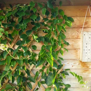WINDHAGER Holzspalier 180 x 90 cm Naturfarben