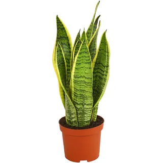 Dehner Bogenhanf Laurentii, Sansevieria trifasciata, schwertförmige Blätter, 40-45 cm, Ø Topf 14 cm, Zimmerpflanze