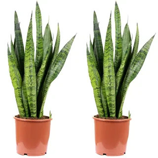 Flowerbox 2er-Set Bogenhanf - Sansevieria zeylanica - Höhe ca. 65 cm, Topf-⌀ 17 cm