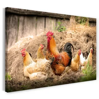 Printistico Leinwandbild (60x40cm) Hahn und Hühner, Natur Bauernhof Wald, warme Farbe, Tier-Fotos, Natur-Fotografie, echter Holz-Keilrahmen inkl. Aufhänger, handgefertigt in Deutschland