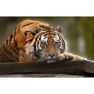Papermoon Fototapete PAPERMOON "TIGER-NATUR LÖWE GEPARD PUMA JAGUAR DSCHUNGEL TIERE XXL", bunt, B:2,5m L:1,86m, Vlies, Tapeten