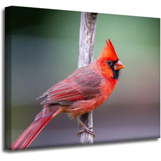 Leinwanddruck Tiere Kardinalvogel 50x40 Cm