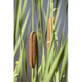 Pflanzen Für Dich Typha Latifolia Breitblättriger Rohrkolben Ca. 9x9 cm Topf