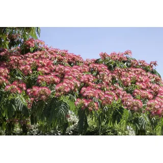 Pflanzen Für Dich Albizia julibrissin Ombrella 40–60 cm