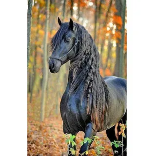 DCIDBEI Diamond Painting Pferde Schwarz 40x50 cm Quadratisch Steine Eckige Steine Diamant Painting Bilder Erwachsene Kreuzstich Set Vorgedruckt