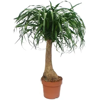 Beaucarnea (Nolina) Elefantenfuß 19cm gerader Stamm 19cm Topf