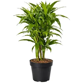 Piardino Drachenbaum  (Dracaena fragrans 'Janet Craig', Topfgröße: 27 cm, Dunkelgrün)