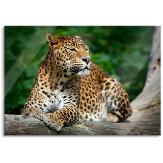 Pixxprint Glasbild Wunderschöner Leopard in der Natur, Wunderschöner Leopard in der Natur (1 St), Glasbild aus Echtglas, inkl. Aufhängungen und Abstandshalter braun|bunt 80 cm x 60 cm