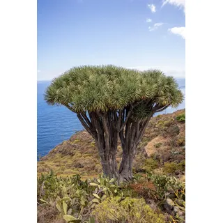 10 Samen Kanarischer Drachenbaum Dracaena Draco, Exot, Bonsai, Zimmerpflanze