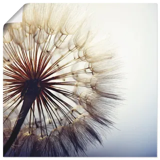 Wandbild ARTLAND "Große Pusteblume", blau (farbe bild(er): blau), B:50cm H:50cm, Bilder, als Leinwandbild, Poster in verschied. Größen