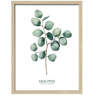 ProArt Bild  (Eukalyptus II, B x H: 33 x 43 cm)